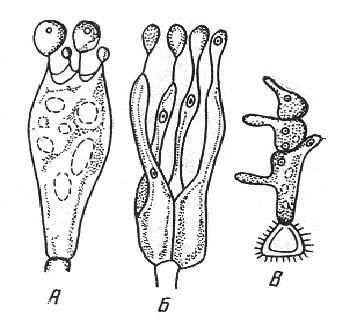Типы базидий: А – холобазидия; Б – гетеробазидия; В – фрагмобазидия.