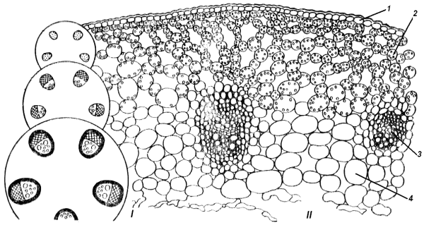 Стебель лютика на поперечном срезе (II) и схема строения на разных уровнях