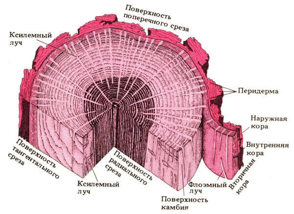 Схема строения ствола дуба (темная зона в центре – ядро, светлая часть древесины - заболонь).