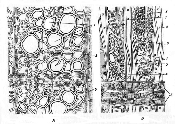 Строение древесины липы на поперечном (А) и радиальном (Б) срезах