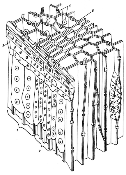 Схема строения древесины хвойного растения
