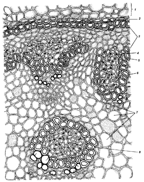 Фрагмент поперечного среза корневища ландыша: