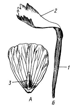 Лепестки. А – сидячий (лютик едкий Ranunculus acris); Б – ноготковый (гвоздика Dianthus versicolor)