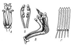 Типы андроцея. А – четырехсильный (капустные, или крестоцветные Brassicaceae); Б – двусильный (яснотковые, или губоцветные Lamiaceae); В – двубратственный (бобовые Fabaceae); Г – со склеенными в трубку пыльниками (астровые, или сложноцветные Asteraceae)