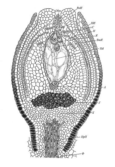 Строение ортотропного семязачатка