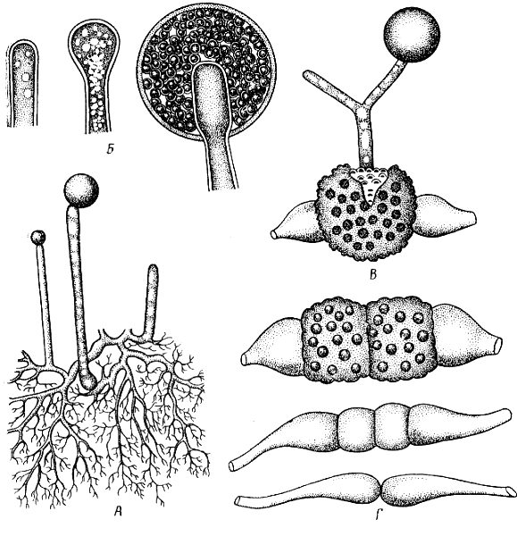 Мукор (Mucor mucedo): А – мицелий со спорангиями; Б – образование спорангия; В – прорастание зиготы; Г – гаметангиогамия.