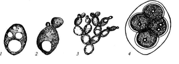 Хлебные дрожжи (Saccharomyces cerevisiae)