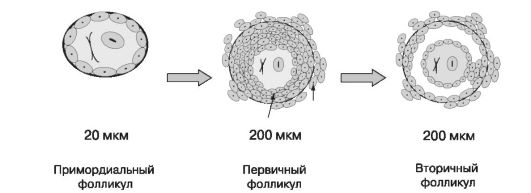 Рост фолликула