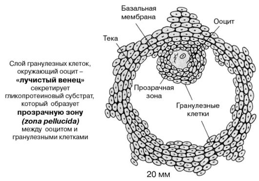 Третичный фолликул («граафов пузырек»)