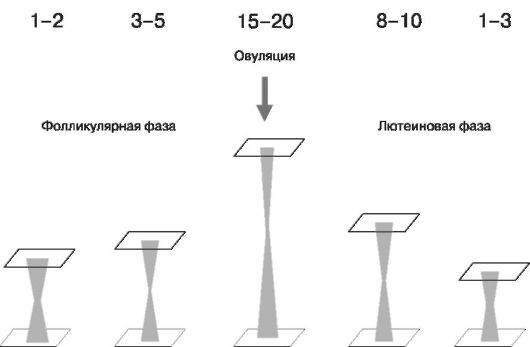 Степень растяжимости цервикальной слизи