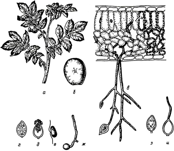 Картофельный гриб (Phytophtora infestans)