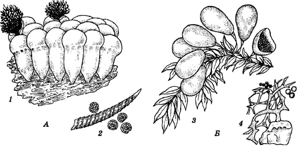 трихия (Trichia) Б – леокарпус (Leocarpus)