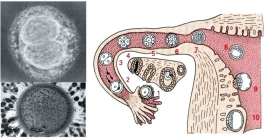 Стадии развития оплодотворенной яйцеклетки