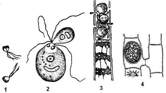 Формы полового процесса у водорослей: 1 – изогамия, 2 – гетерогамия, 3 – оогамия, 4 – конъюгация.
