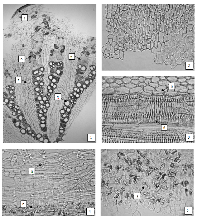 Солодки корни. микроскопия
