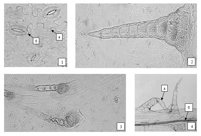 Череды трехраздельной трава. микроскопия