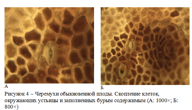 Черемухи обыкновенной плоды микроскопия