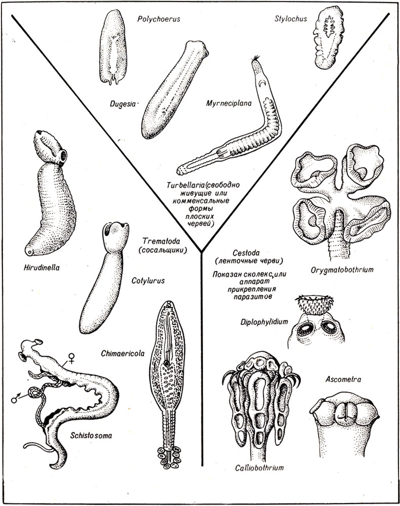 Представители типа плоские. Плоские черви типы животных. Плоские черви представители классы. Нарисовать схему классификации типа плоские черви. Тип плоские черви представители.
