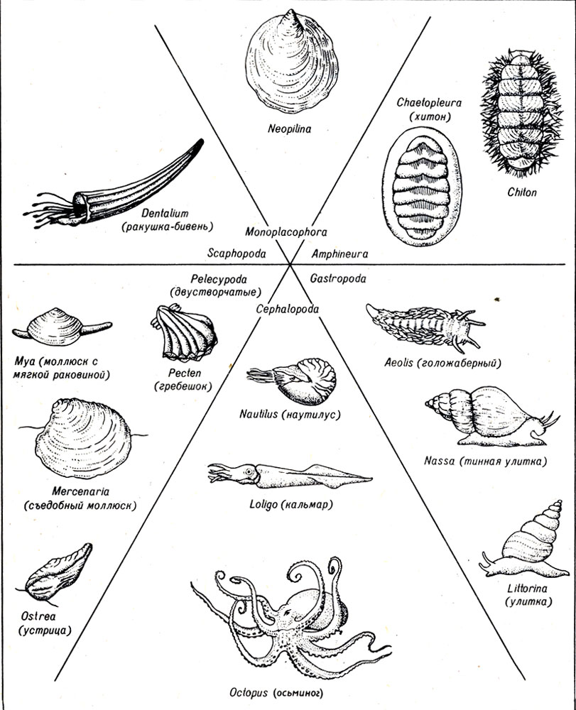 Тип моллюски схема