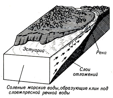 Эстуарии получают пресную воду, смываемую с суши.