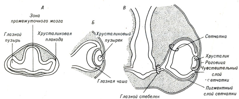 Стадии формирования глаза у позвоночных, показанные на срезах головной части эмбриона
