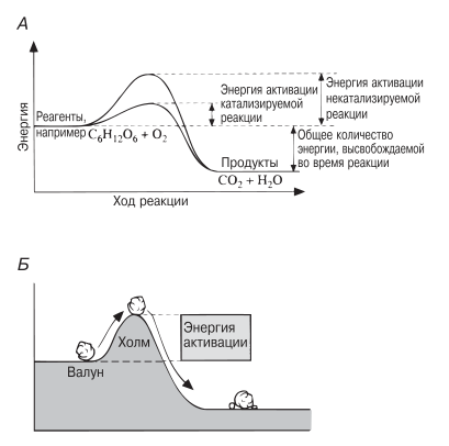 Энергия активации для катализируемой и некатализируемой реакции