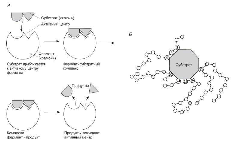 Схема, иллюстрирующая гипотезу «ключа и замка», предложенную Фишером для объяснения действия ферментов.