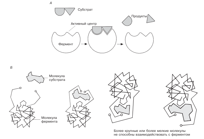 Схемы, иллюстрирующие кошландовскую гипотезу индуцированного соответствия.