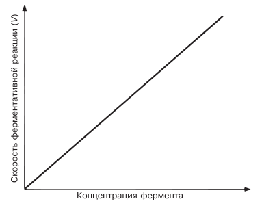 Зависимость скорости ферментативной реакции от концентрации фермента.