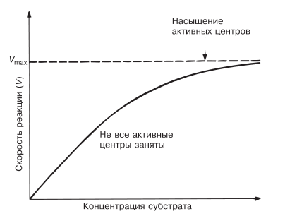 Зависимость скорости ферментативной реакции от концентрации субстрата.