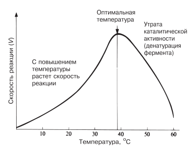 Зависимость скорости ферментативной реакции от температуры.