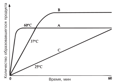 Ход ферментативной реакции при разных температурах.