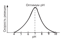 Зависимость скорости ферментативной реакции от pH.