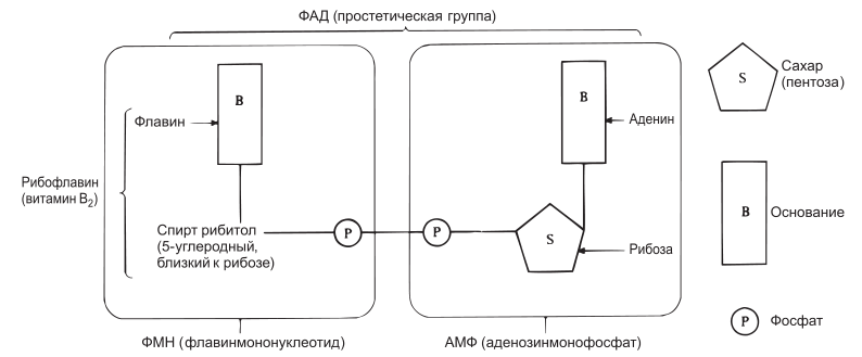 Строение одной из простетических групп — флавинадениндинуклеотида (ФАД). ФАД представляет собой динуклеотид, образованный в результате соединения двух нуклеотидов. Нуклеотид состоит из сахара, основания и фосфата.