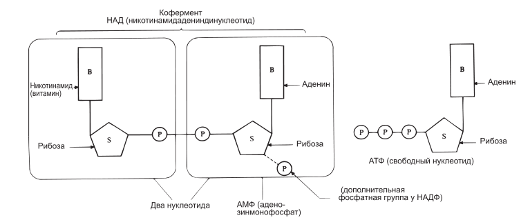 Строение кофермента НАД (никотинамидадениндинуклеотида) и НАДФ (НАД с дополнительной фосфатной группой)