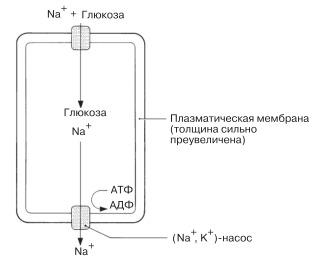 Активный транспорт глюкозы через плазматическую мембрану клетки кишечника или почки.