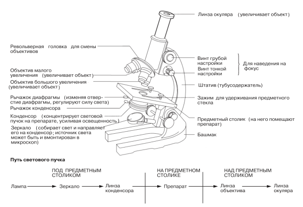 Световой микроскоп.