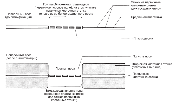 Образование простых пор в волокнах и склереидах склеренхимы