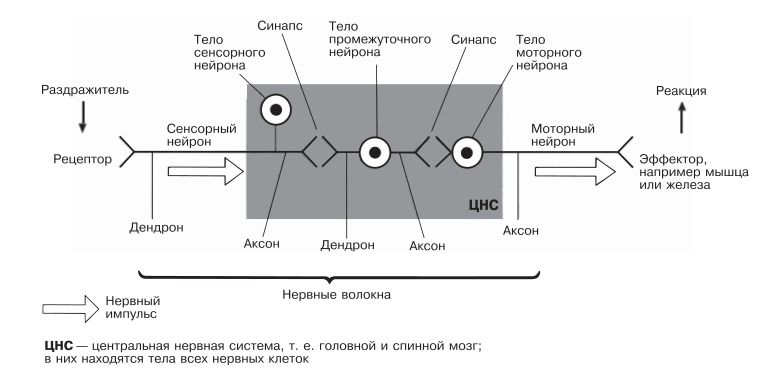 Упрощенная схема прохождения нервного импульса