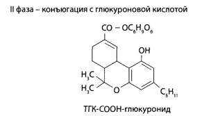 Вторая фаза- конъюгация с глюкуроновой кислотой