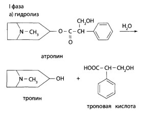 Скополамин в печени подвергается гидролизу до спирта скопина и троповой кисло­ты