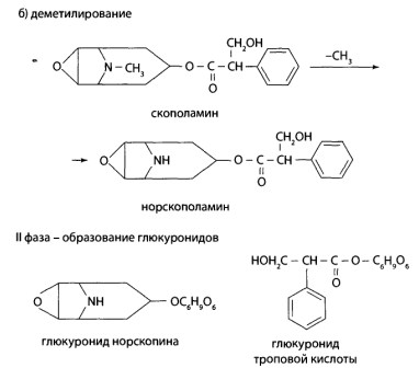 Во II фазе метаболизма метаболиты и скополамин образуют хорошо растворимые глюкурониды.