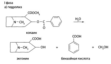 В I фазе метаболизма проходит ги­дролиз с образованием бензоилэкгонина, а затем экгонина и бензойной кислоты и демети­лирование с образованием норкокаина