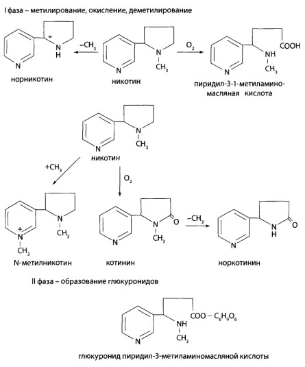 В I фазе метаболизма никотин подвергается метилированию