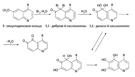 Вначале происходит окисление и галогенирование хинолинового кольца